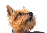 cute yorkshire terrier dog on white background