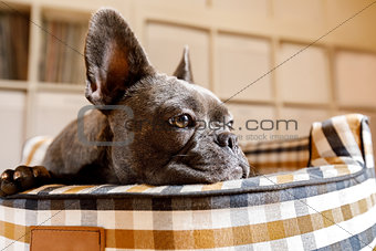 dog resting on bed at home 