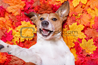 autmn fall leaves dog selfie