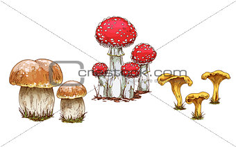 Mushrooms orange cap boletus, fly agaric and chanterelles isolated on white background. Vector