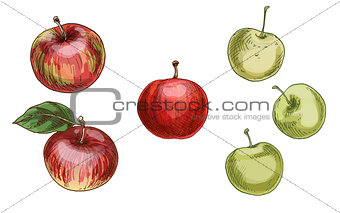 Illustration with different apples, red and green isolated on white background. Vector