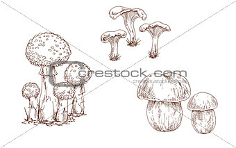 Mushrooms orange cap boletus, fly agaric and chanterelles contoured. Brow contour. Vector Illustration