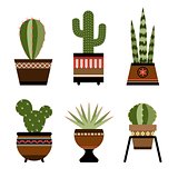 Six cactuses in pots with ornament