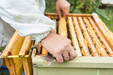 Beekeeper checking his bees