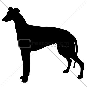 silhouette of a dog. black and white greyhound