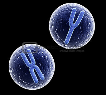 X and Y chromosomes in cell