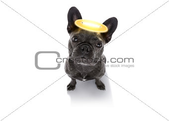 angel dog with halo