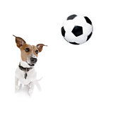 soccer poodle dog