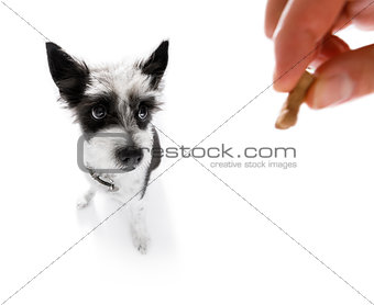 dog  treat with owner