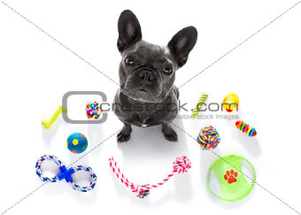 dog with pet toys 