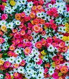 floral background with roses and chrysanthemums. roses 
