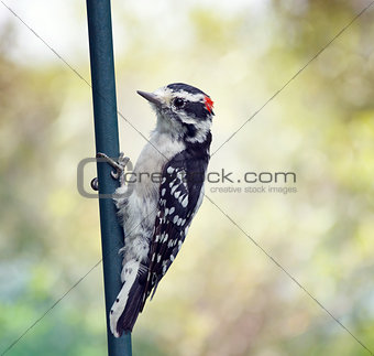 downy woodpecker perching