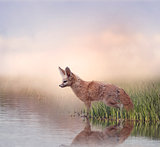 Fennec Fox near water