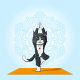 cat practice yoga