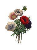 Anemone simplex | Redoute Flower Illustrations