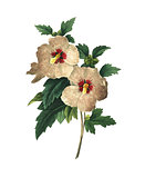 Althaea frutex | Antique Flower Illustrations