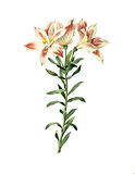 Alstroemeria pelegrina | Antique Flower Illustrations