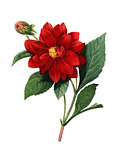 Dalhia double | Antique Flower Illustrations