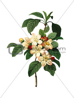 Apple Blossom | Antique Flower Illustrations