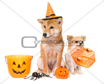 halloween and dogs