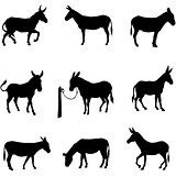 vector silhouette of donkey