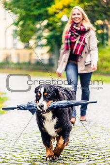 Dog carrying umbrella of his mom in autumn walk