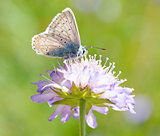 Close-up of a butterfly on a flower