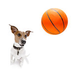 basketball jack russell  dog
