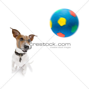 soccer jack russell  dog