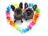 happy valentines dogs