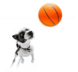 basketball poodle dog