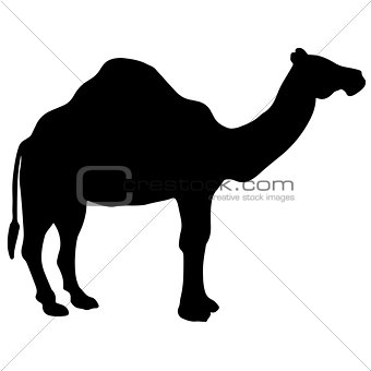 black and white vector silhouette of a camel