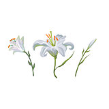 illustration with white lily flowers in different stages isolated on white background