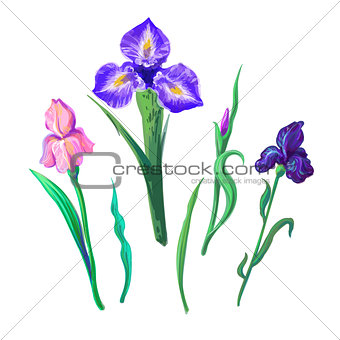 Ornate flowers for spring or summer design, greeting card with Irises elements for your design