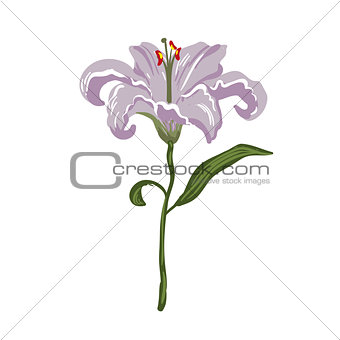 Vector realistic vivid light violet lily on white