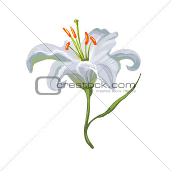 Vector realistic vivid white lily on white