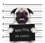 mugshot dog at police station