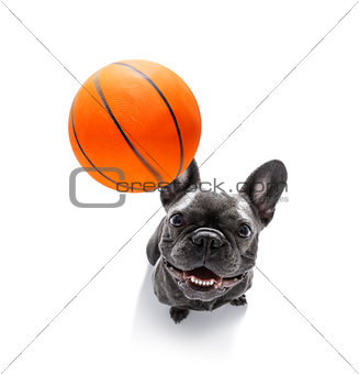basketball player dog 