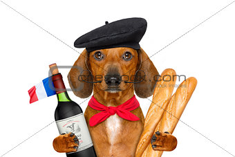 french  sausage  dog