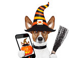 halloween pumpkin witch dog selfie