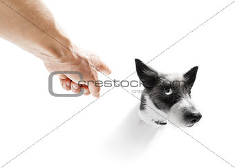 owner punishing his dog
