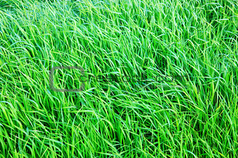 Green grass field background.
