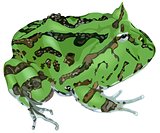 Amazonian Horned Frog