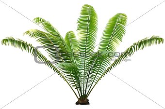 Green Palm Plant