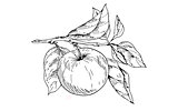 Contoured apple on a branch with leaves. Vector