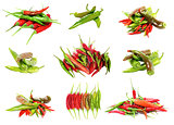 Collection of Chili Peppers
