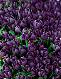 Dark Violet Tulips Background