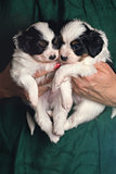 Two puppies in female hands