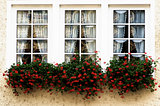 Windows with Flower Sill