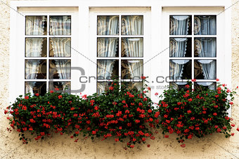 Windows with Flower Sill